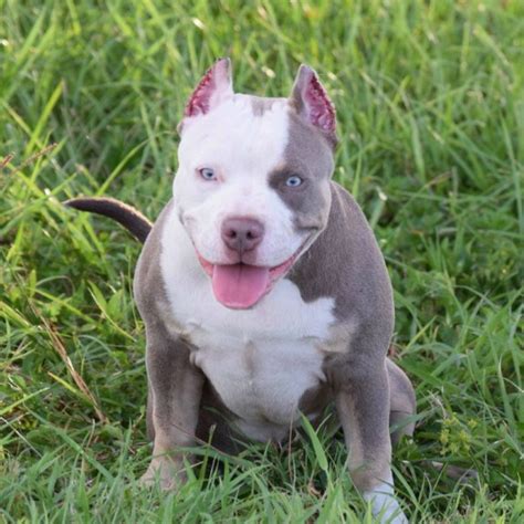 champagne pitbull puppies for sale|tri color pitbull puppies sale.